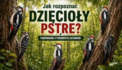dzięcioły pstre w lesie