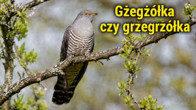 Kukułka czyli Gżegżółka to postrach polskich lasów i ortografii