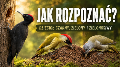 Jak rozpoznać duże dzięcioły